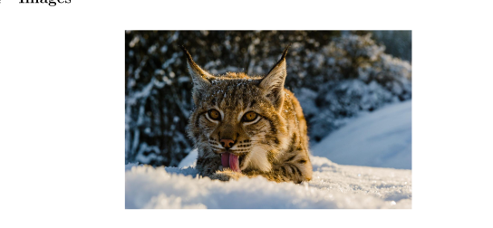lynx1.png
